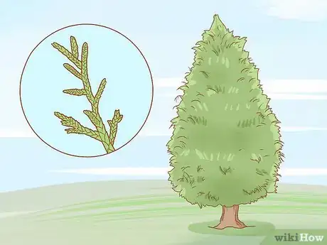 Image titled Identify Cedar Trees Step 14