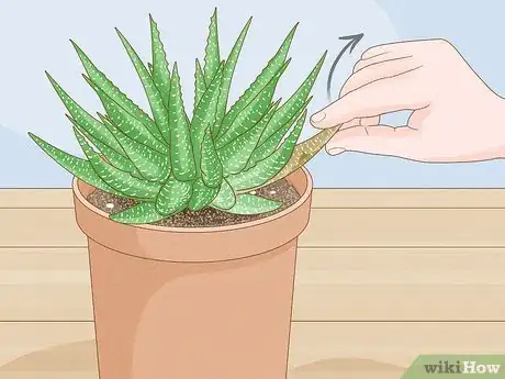 Image titled Prune Succulents Step 1