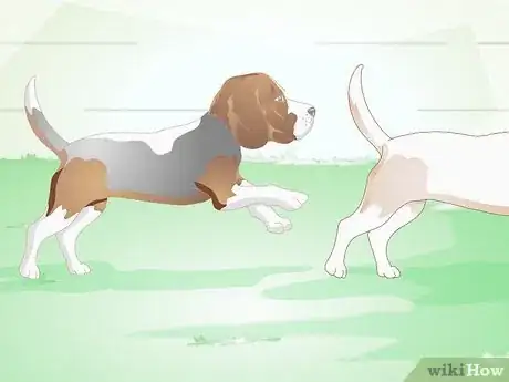 Image titled Choose a Beagle for Breeding Step 13