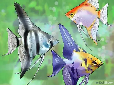 Image titled Know Which Fish to Put Together in a Tank Step 9