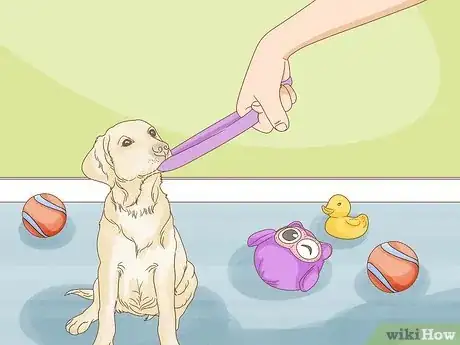 Image titled Select a Labrador Retriever Step 2