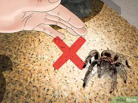 Image titled Care for a Tarantula Step 18