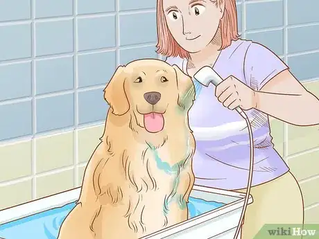 Image titled Care for Dogs Step 10