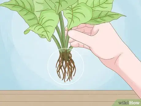 Image titled Revive a Plant Step 4