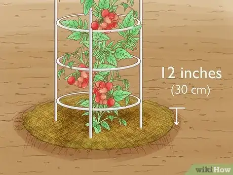 Image titled Grow a Tomato Plant Step 14