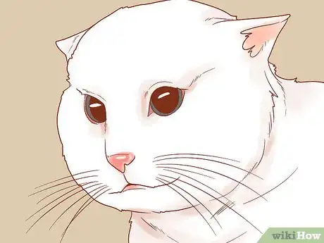 Image titled Know if Your Cat Is Afraid of Something Step 1