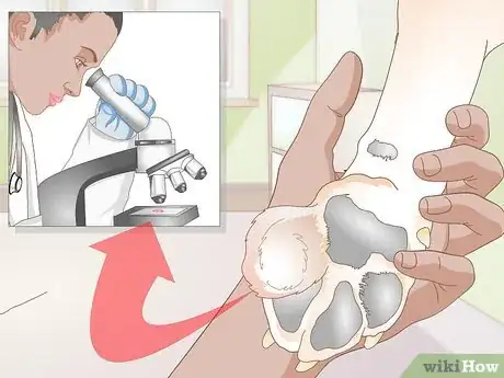 Image titled Get Fatty Tumors Removed in Dogs Step 1