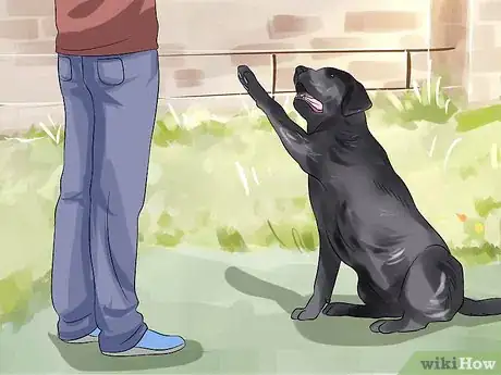 Image titled Make Your Labrador Retriever Happier Step 13