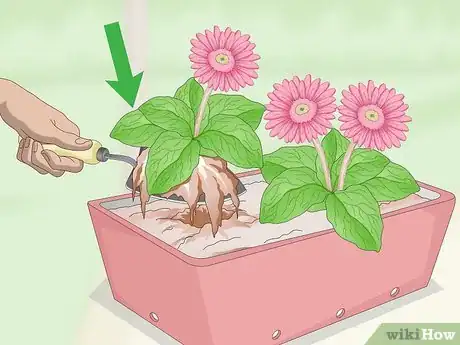 Image titled Grow Gerbera Daisies Step 18