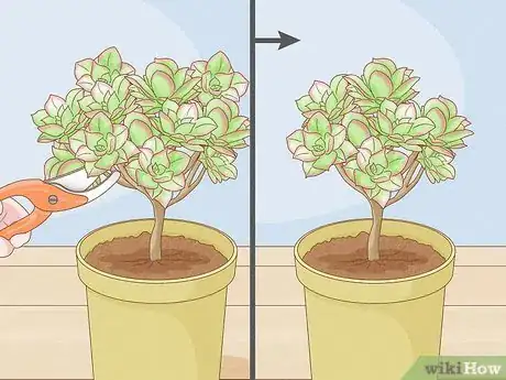 Image titled Prune Succulents Step 5