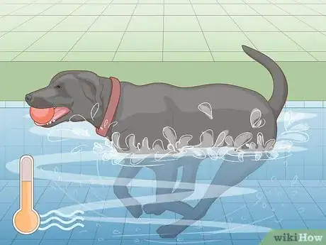 Image titled Safely Introduce Your Dog to Water Step 5