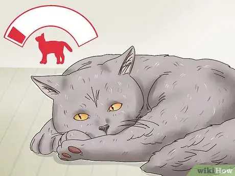 Image titled Identify a British Shorthair Cat Step 8