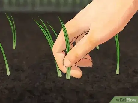 Image titled Grow Green Onions Step 4