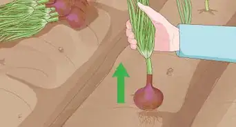 Grow Onions