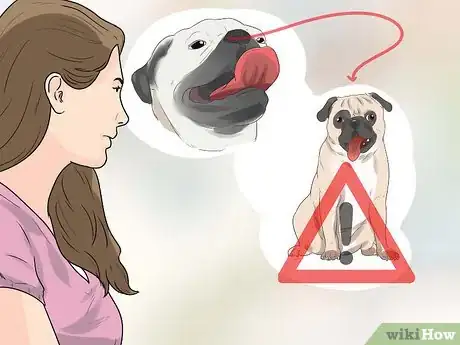 Image titled Breed Pugs Step 14