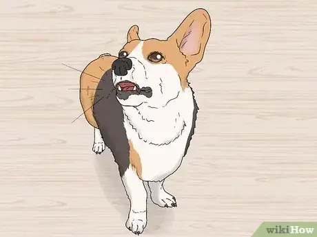 Image titled Identify a Pembroke Welsh Corgi Step 11