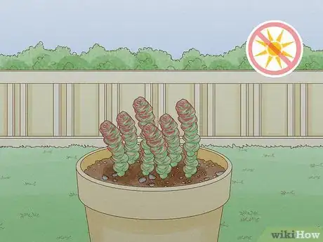 Image titled Grow Succulents Outdoors Step 13