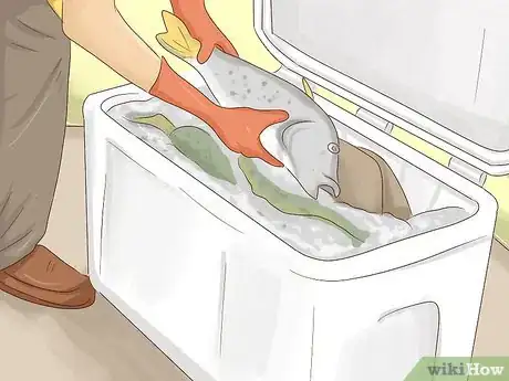 Image titled Clean Trout for Cooking Step 13