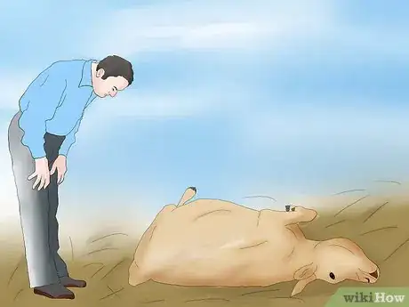 Image titled Help a Cow Give Birth Step 2