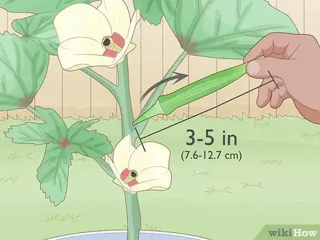 Image titled Grow Okra in Pots Step 12