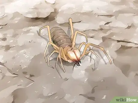 Image titled Care for a Camel Spider Step 14