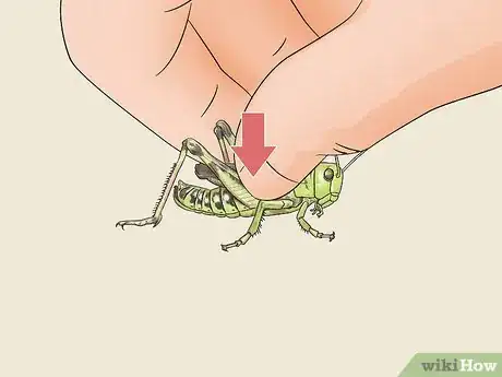 Image titled Determine the Sex of a Grasshopper Step 1