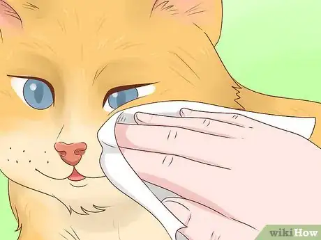 Image titled Remove a Hook from a Cat's Mouth Step 11