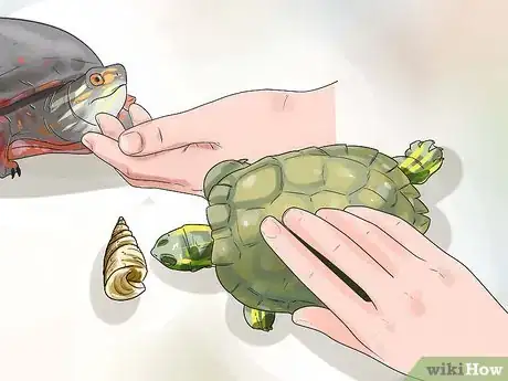 Image titled Keep Your Turtle Happy Step 10