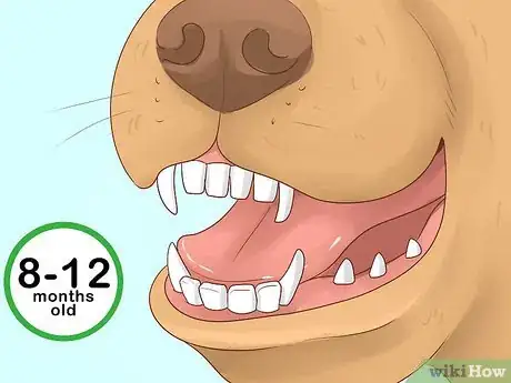 Image titled Tell Your Puppy's Age Step 7