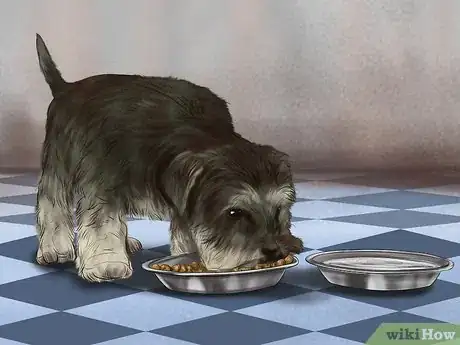 Image titled Treat Diabetes in Miniature Schnauzers Step 1