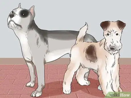 Image titled Learn Breeds of Dogs Step 3