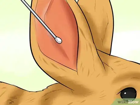 Image titled Treat Ear Mites in Rabbits Step 10