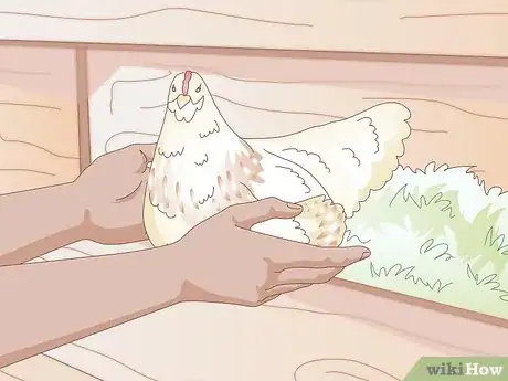 Image titled Get Your Hen to Become Broody Step 8