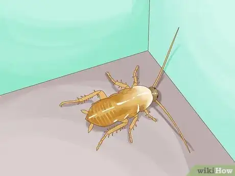 Image titled What to Do if You See a Cockroach Step 7