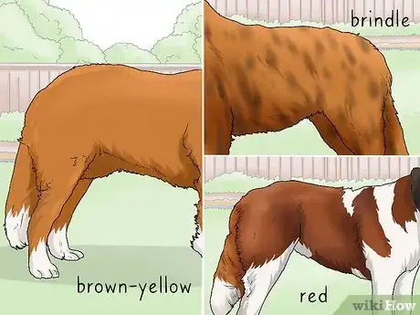 Image titled Identify a Saint Bernard Step 8