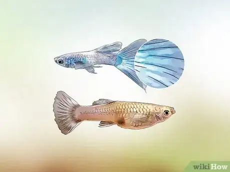 Image titled Identify Male and Female Guppies Step 3