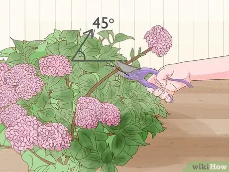 Image titled Revive Hydrangeas Step 1