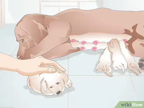 Image titled Feed Newborn Puppies Step 10