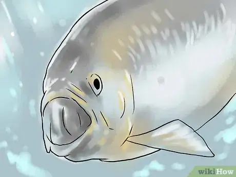 Image titled Catch Shad Step 10