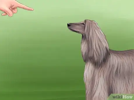 Image titled Identify an Afghan Hound Step 8