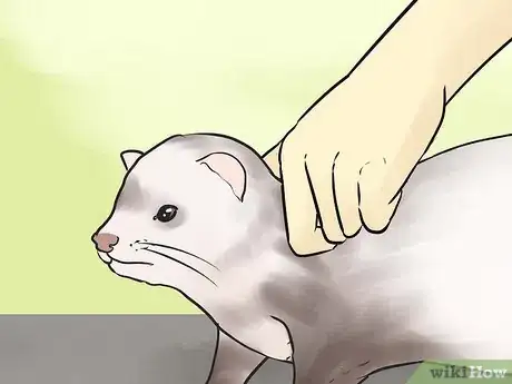 Image titled Pick Up and Carry a Ferret Step 4