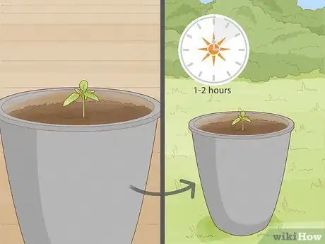 Image titled Grow Tomatoes in Pots Step 11