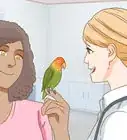 Keep a Lovebird As a Pet