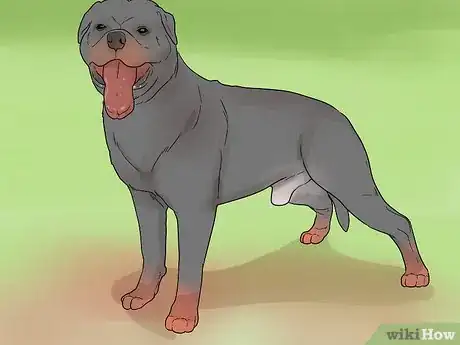 Image titled Identify a Rottweiler Step 11