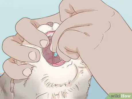 Image titled Prevent Worms in Cats Step 13