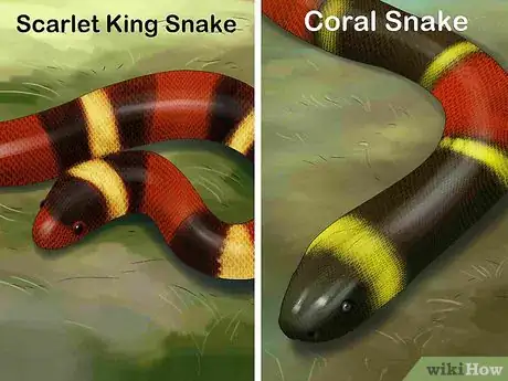 Image titled Tell the Difference Between a King Snake and a Coral Snake Step 1