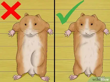 Image titled Know when Your Hamster Is Pregnant Step 4