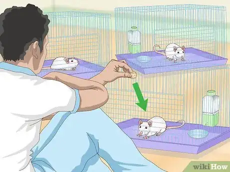 Image titled Stop Pet Mice from Fighting Step 1