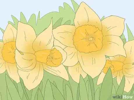 Image titled Remove a Wart Using Epsom Salts or Daffodils Step 4