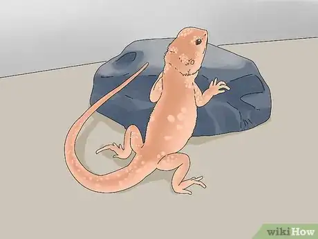 Image titled Buy a Bearded Dragon Step 9